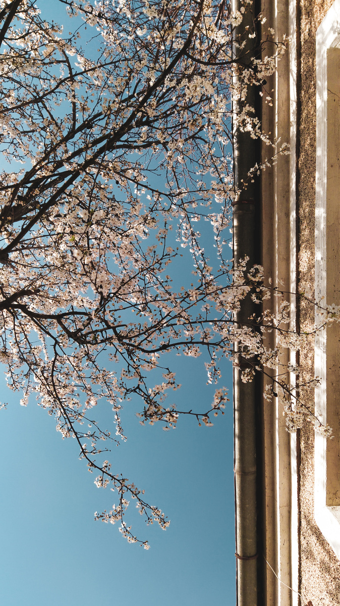 樱花超高清风景壁纸素材626允许商用