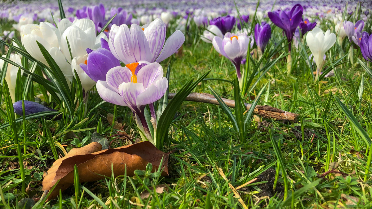 春天超高清风景壁纸素材299允许商用