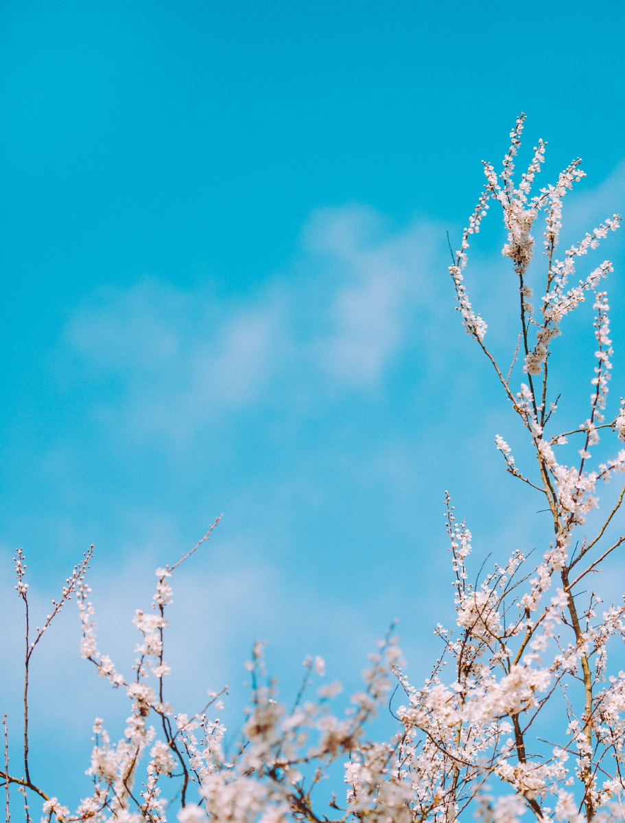 樱花超高清风景壁纸素材226允许商用