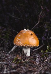 887