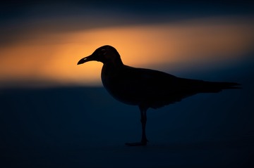 2765