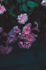 7445