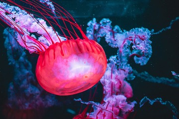 70391