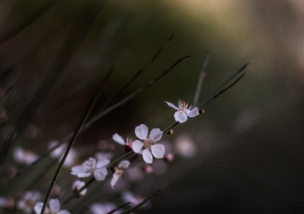 3656