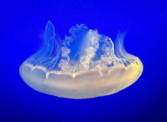 72276