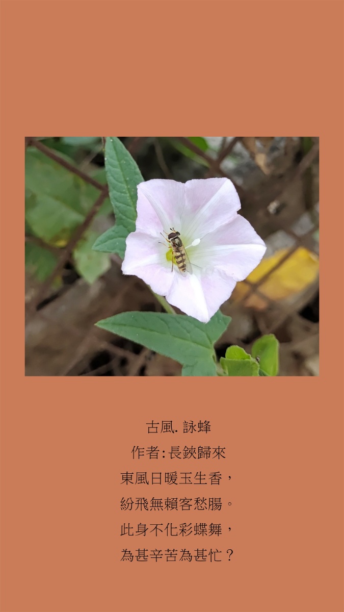 咏蜂作者:长铗归来东风日暖玉生香,纷飞无赖客愁肠.