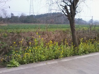乡间小路