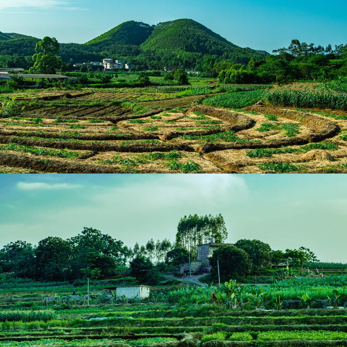 田园风光美丽乡村