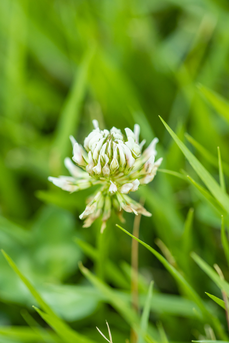 白车轴草又名三叶草开的花
