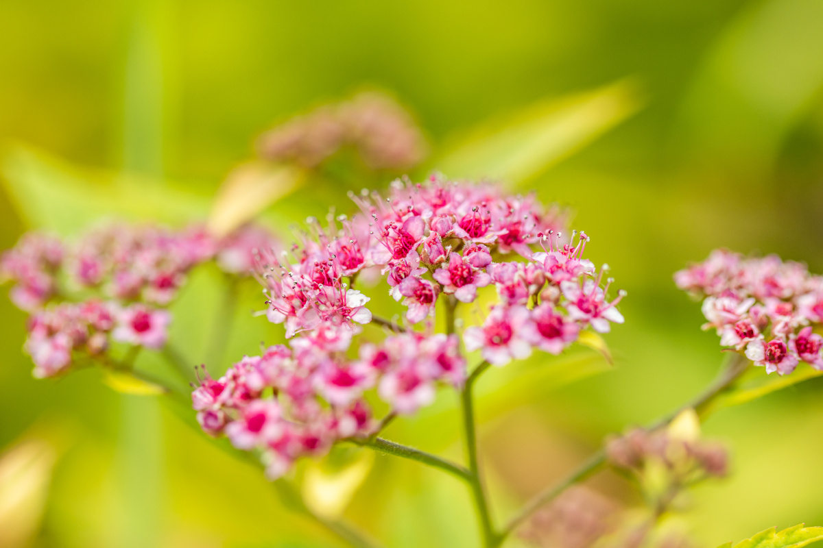 星星点点红花花