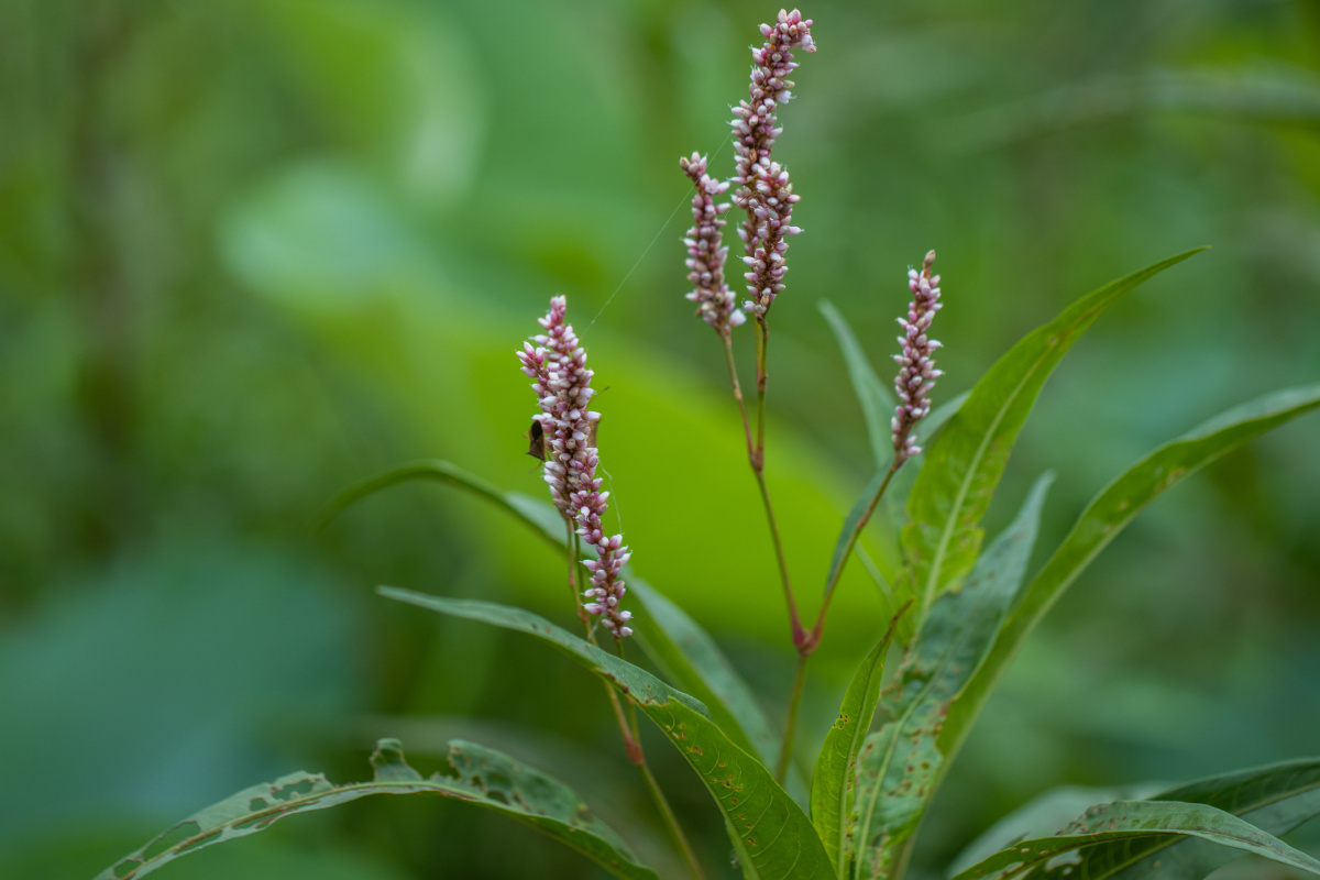 红蓼中药材有活血化瘀止痛消肿利尿的功效