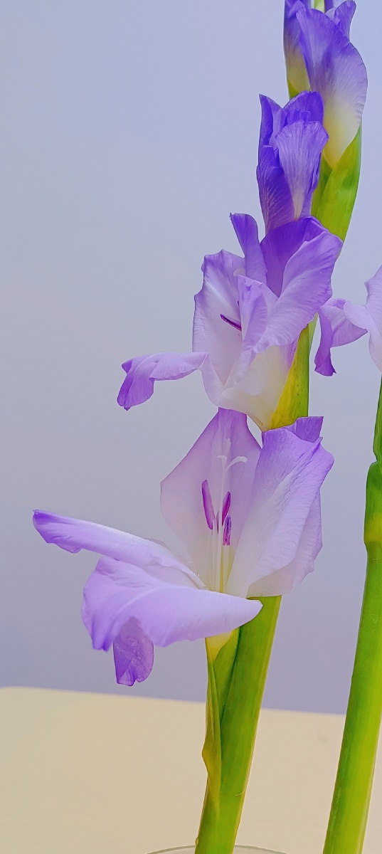 紫色剑兰 - 温elise - 图虫