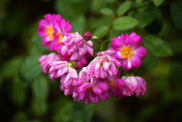 _DSC5310