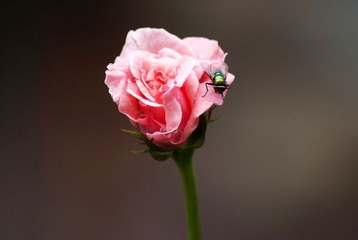 花儿与少年