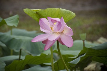 弘历走后的夏雨荷