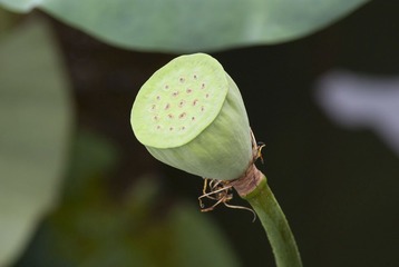 夏紫薇