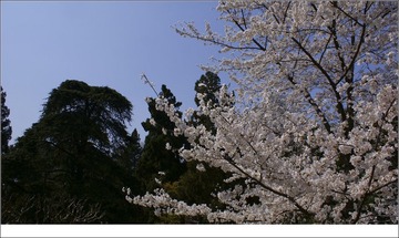 樱花