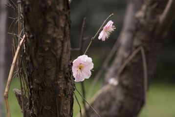 DSC00676.jpg