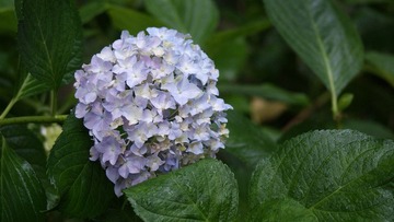 紫阳花