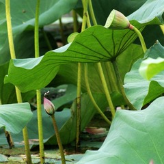 小荷