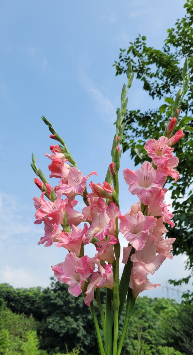 唐菖蒲