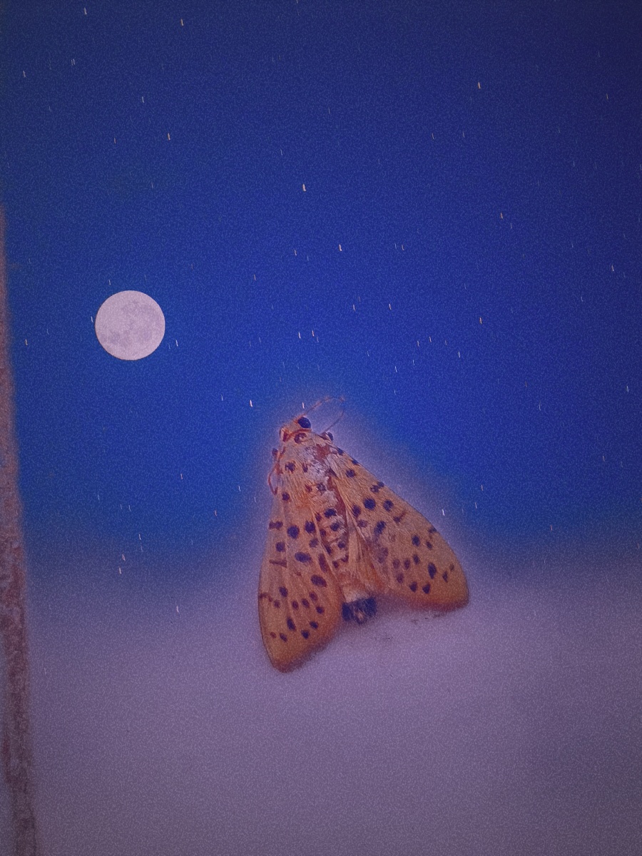 小扑棱蛾子能有什么坏心思呢,他只是突然飞起来吓你罢了!闲着没事拍的