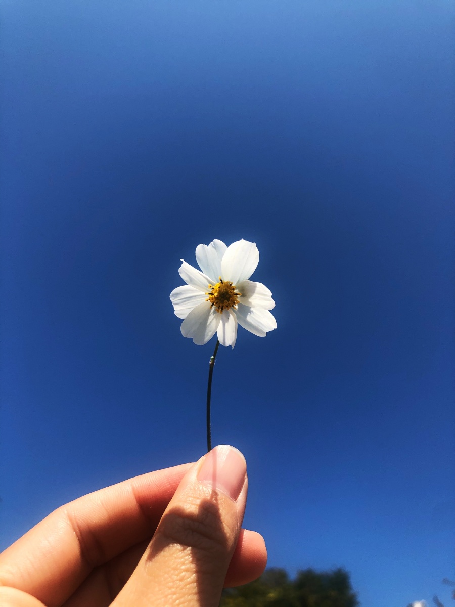 送你一朵小白花