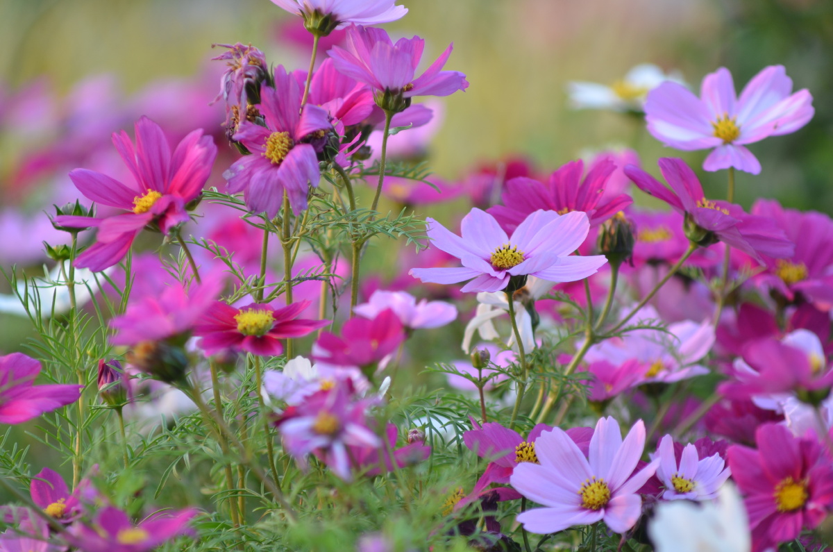 深圳红树林的花花草草 - 深圳零距离 - 图虫