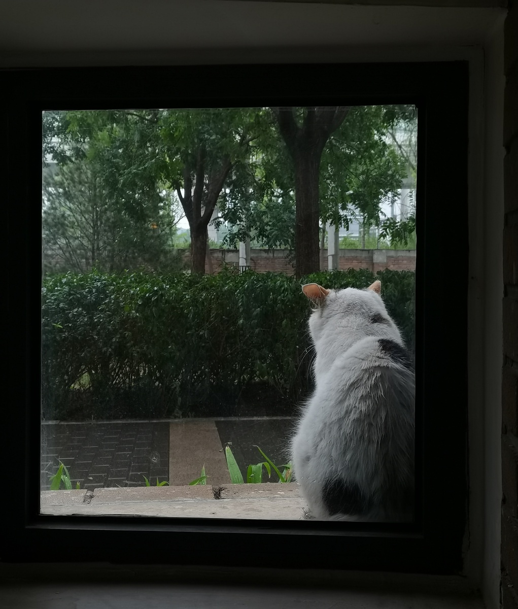 躲雨的小猫