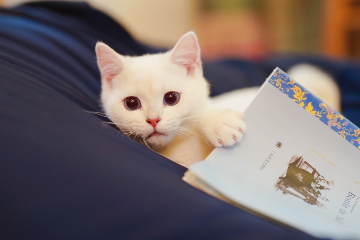 真是一只爱看书的小奶猫o