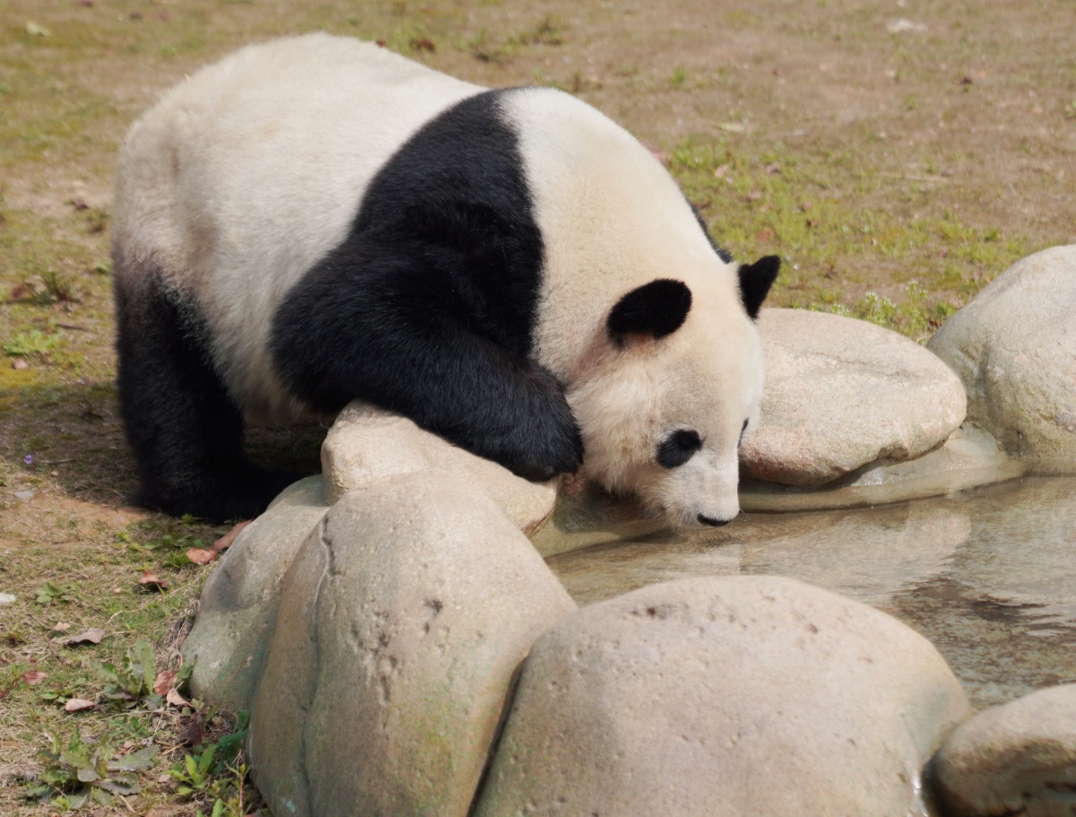 趴着喝水的大熊猫也太可爱啦吧