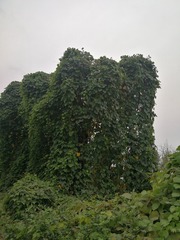 65856