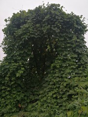 65855