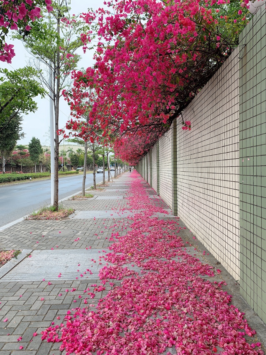 路花街拍散落满地城市花树