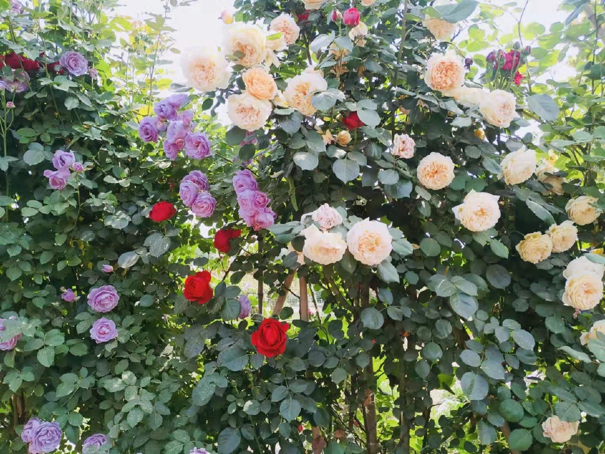 玫瑰花墙