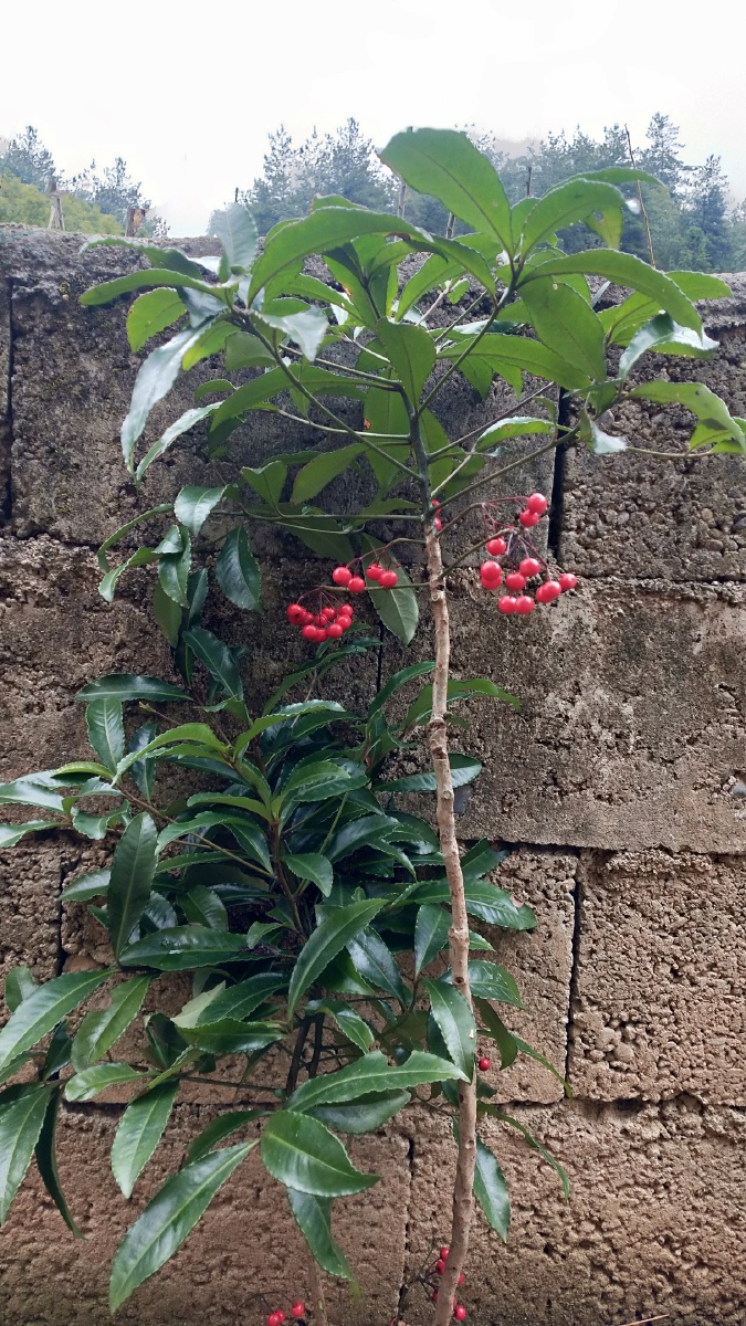 朱砂根别名:富贵果,大罗伞,平地木,石青子,凉散遮金珠.