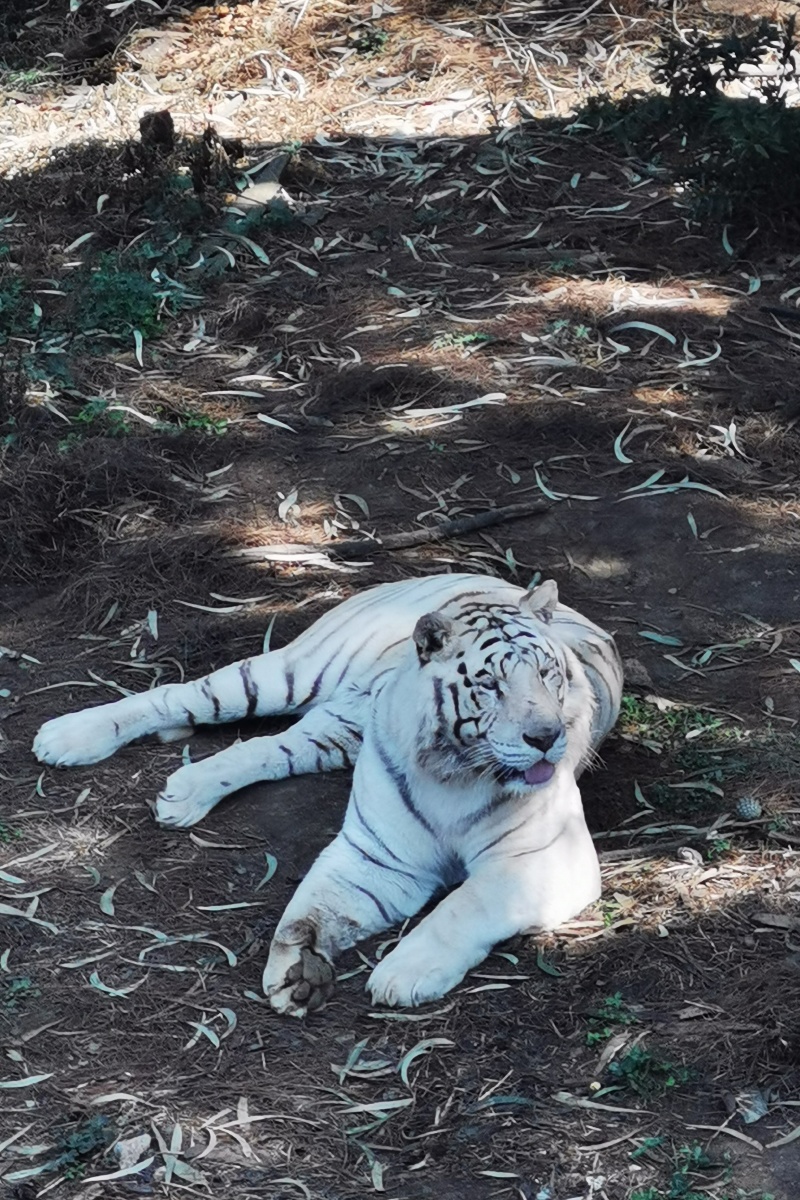 忘记收舌头的白老虎白老虎属于孟加拉虎的变异品种在野外已经完全灭绝