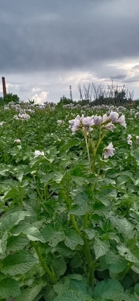 土豆花 - 东北那旮旯 - 图虫