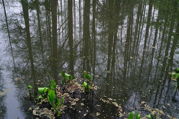 SDIM0728.jpg