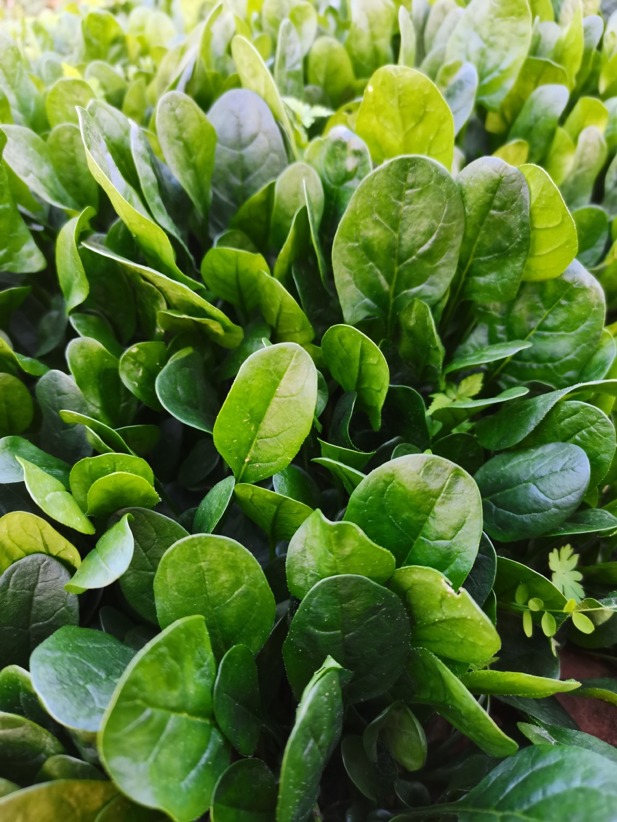 自己种的绿色蔬菜