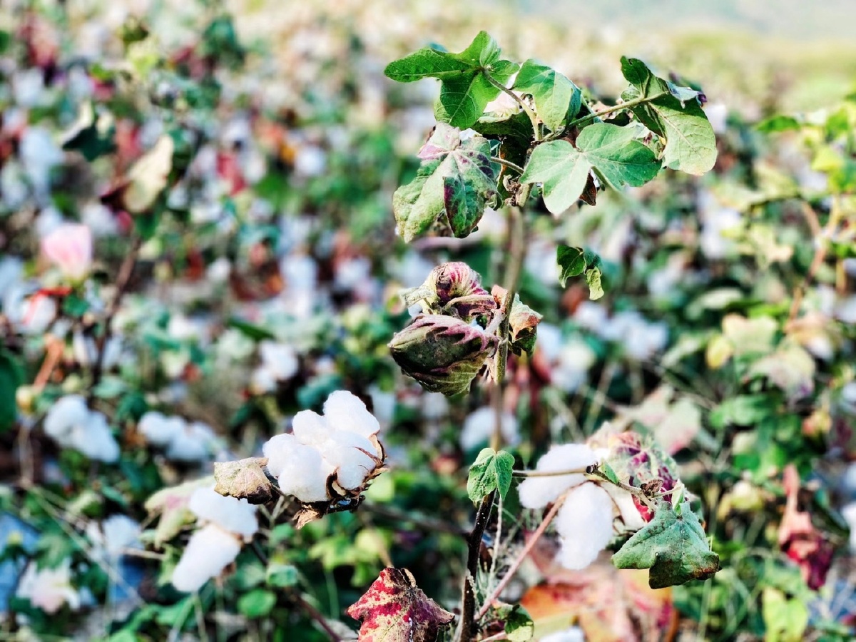 新疆优质棉花大美新疆不容抹黑