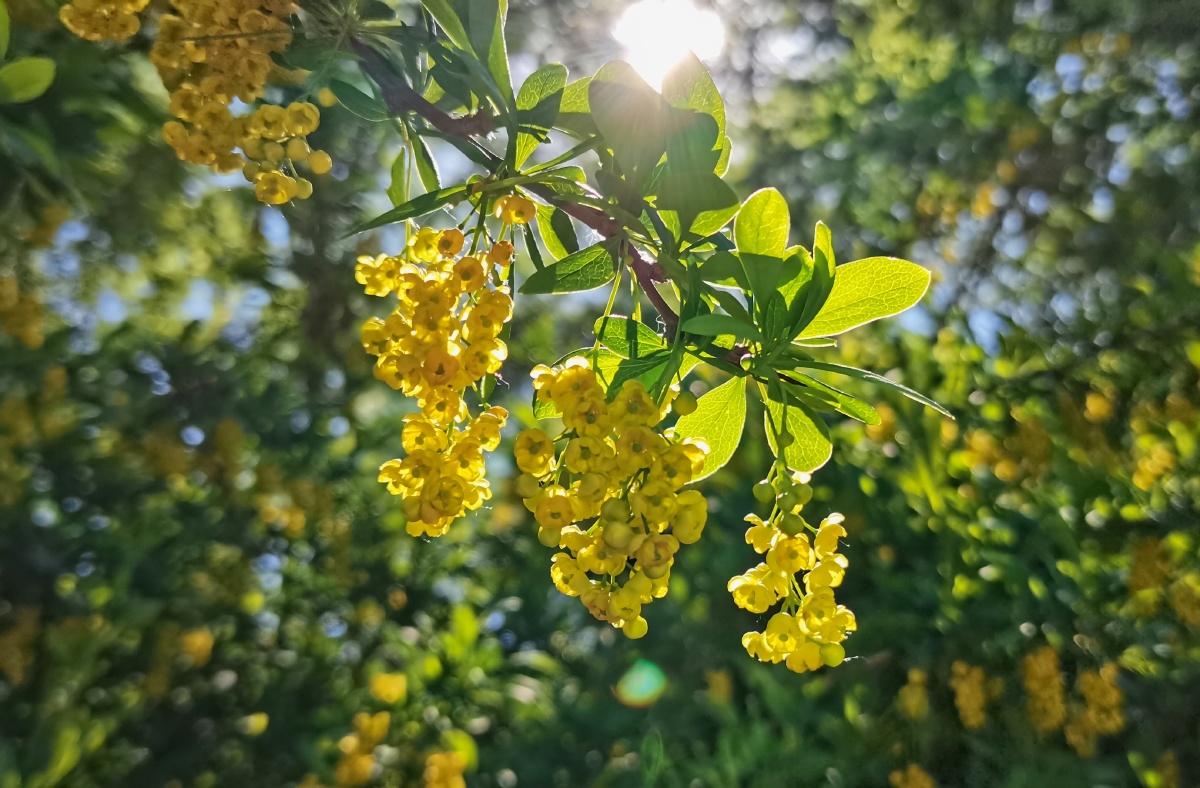 清晨阳光下的黄芦木
