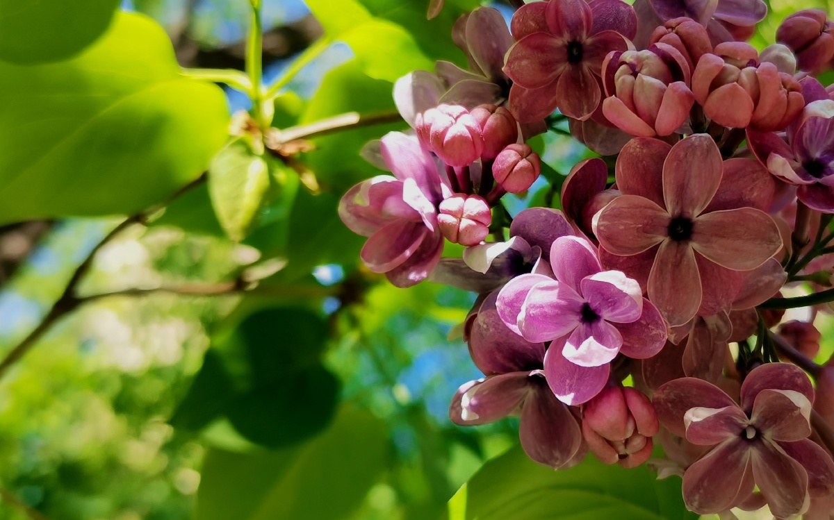 清晨的阳光撒在丁香花上