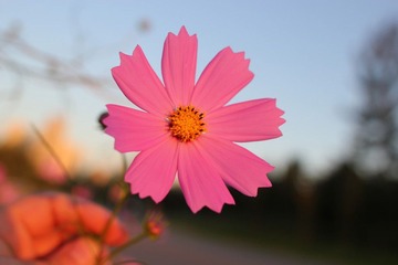 IMG_2560.JPG