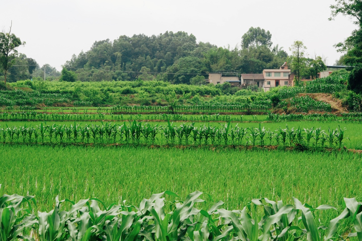 我的田园麦苗青青稻香微微鸡犬相闻是我理想的家园