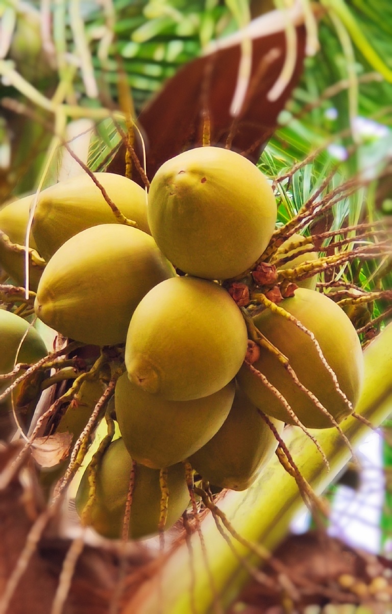 硕果累累金椰子