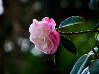 51F22CF5-5DD6-4A68-9E50-4FCB4717E995/L0/001