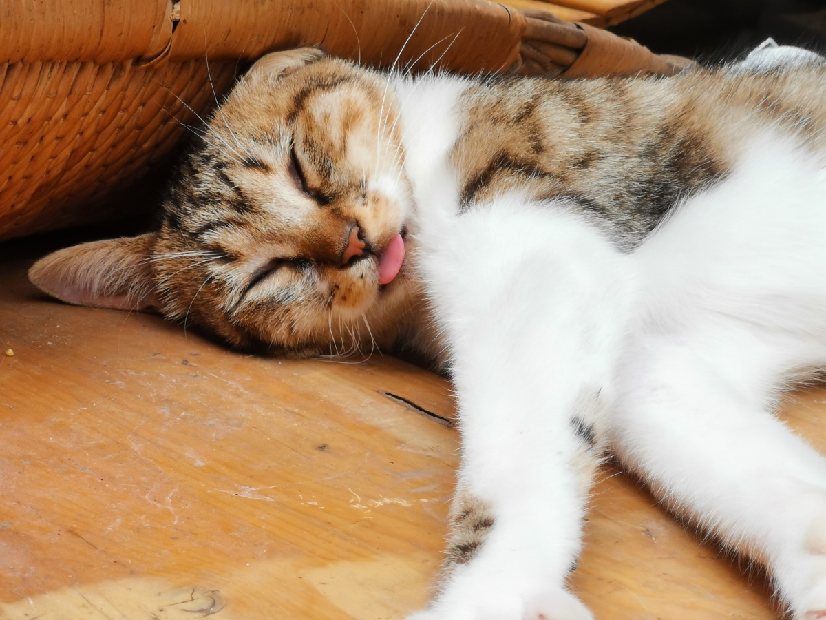 睡着的小猫咪有多可爱