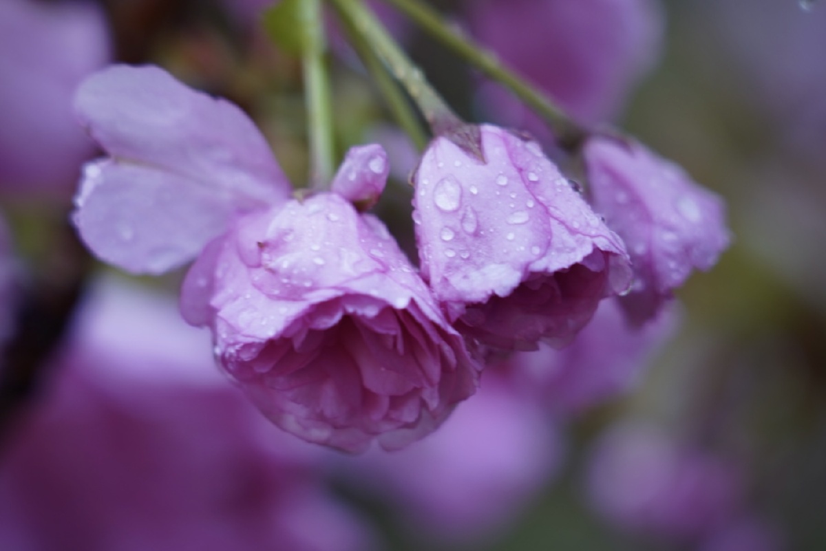 最是那一低头的温柔不胜凉风的娇羞倚门回首却把青梅嗅
