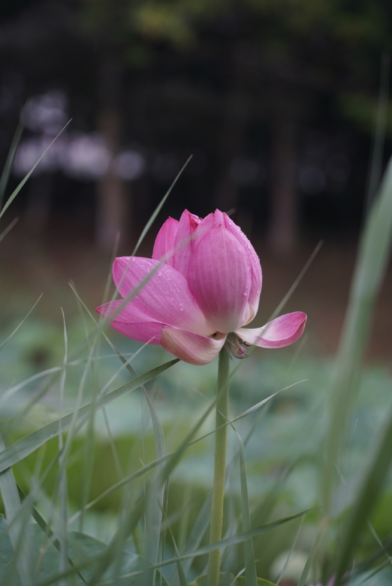 雨荷摇曳在风中